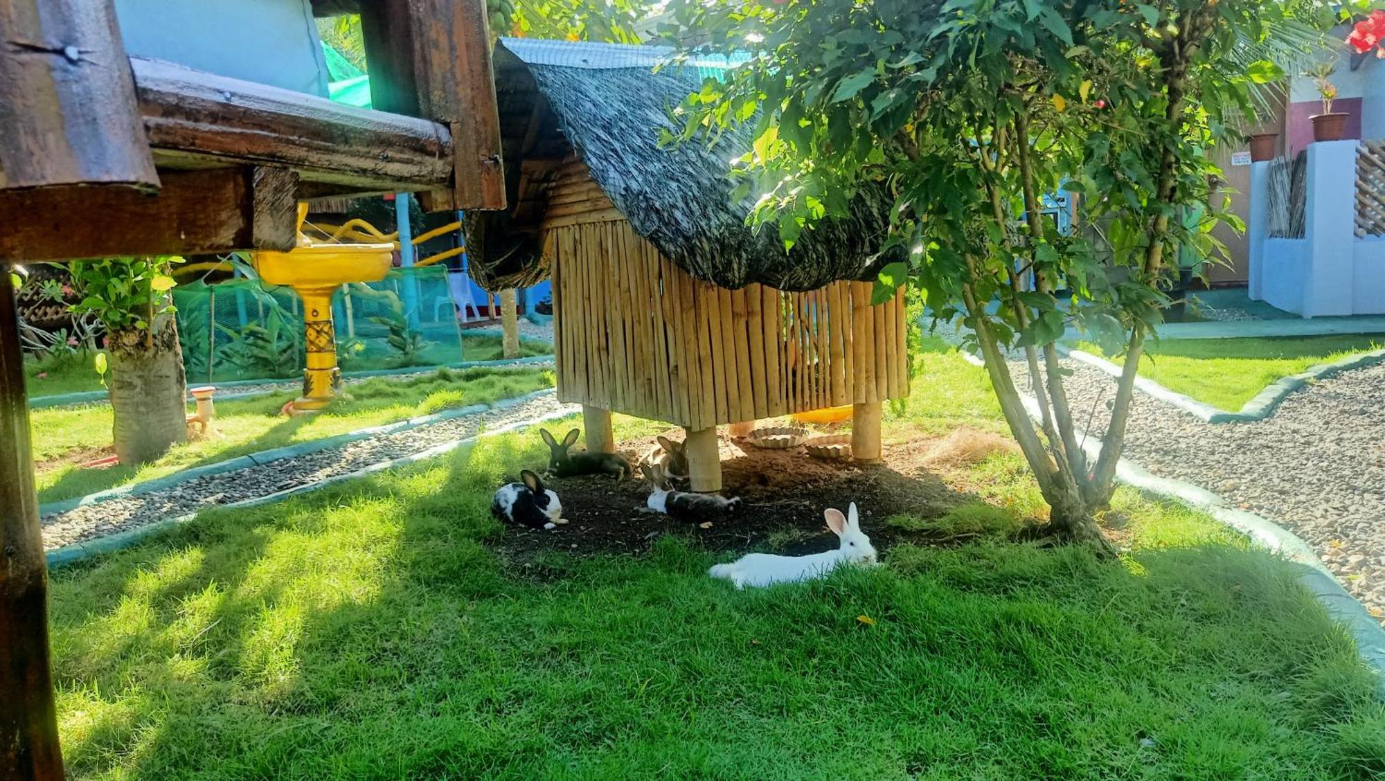 Moalboal Bamboo House / Rooms Quarto foto